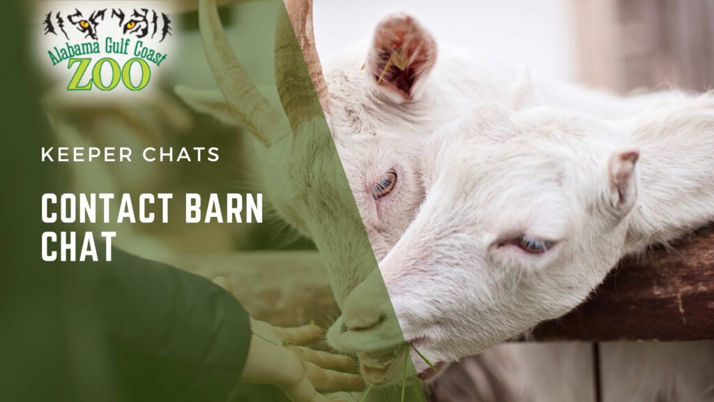 Barn Chat