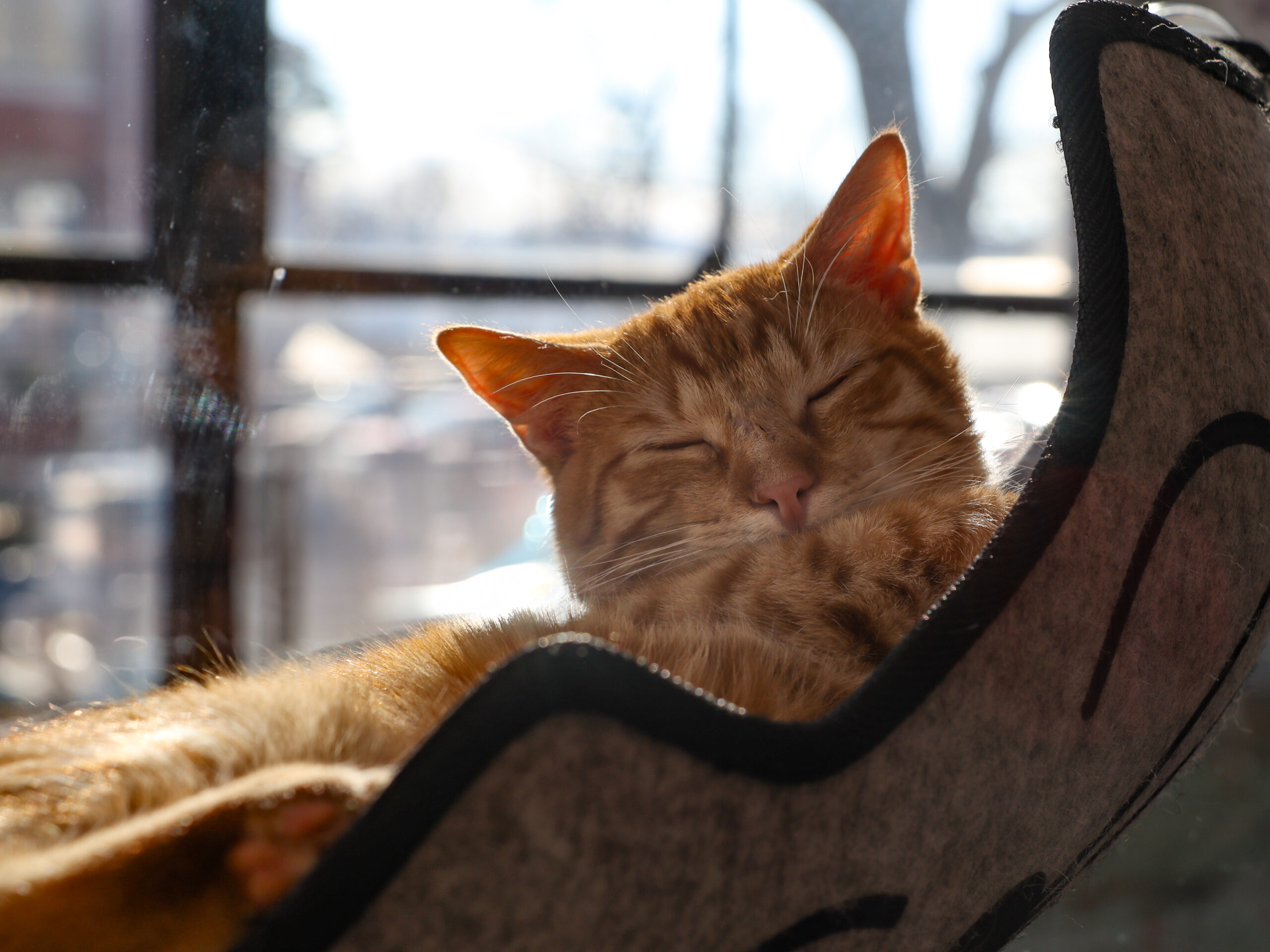 CattyShack Lounge Reservations