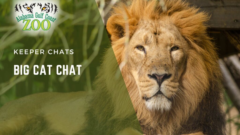 Big Cat Chat