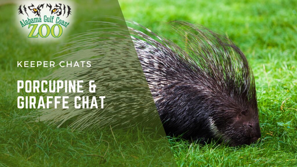 Porcupine Chat
