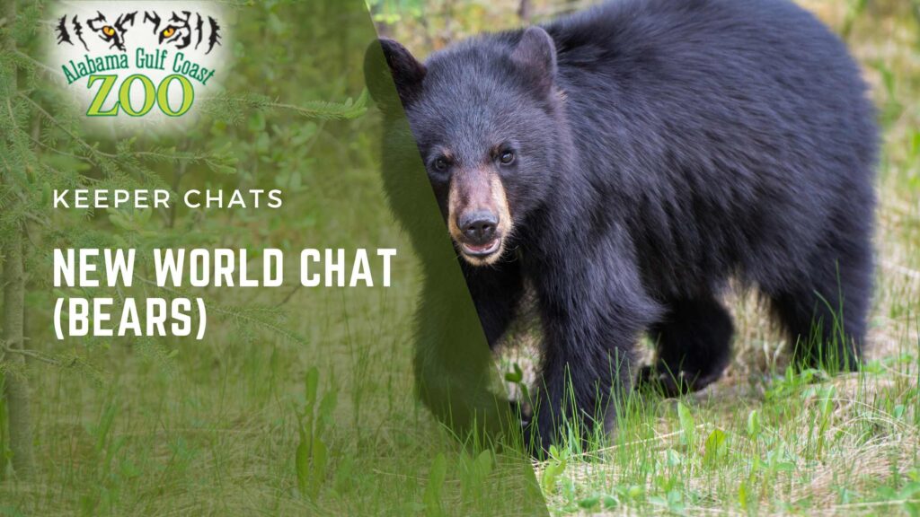 New World Chat (Bear)