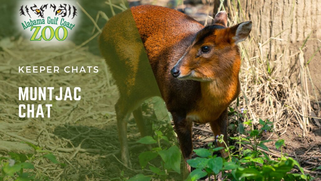 Muntjac Chat
