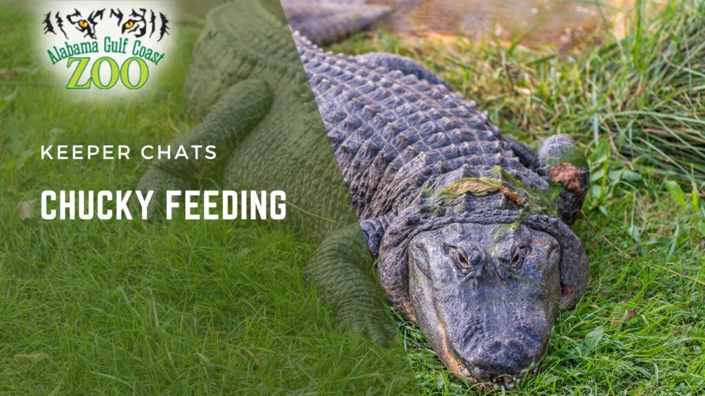 Chucky Feeding