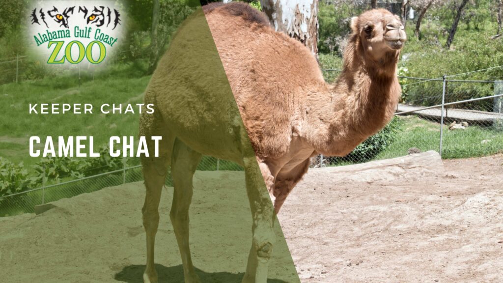 Camel Chat