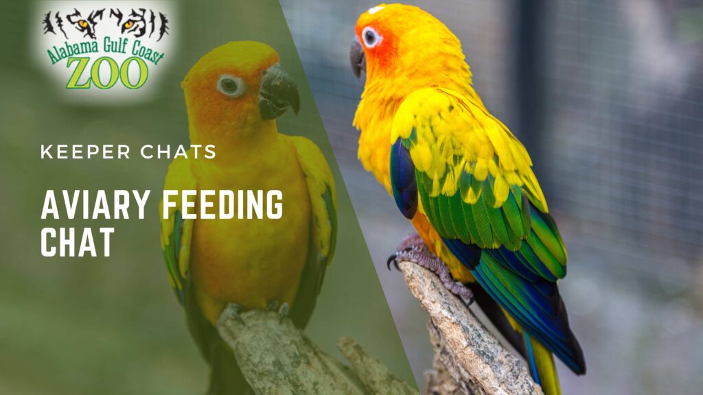 Aviary Chat