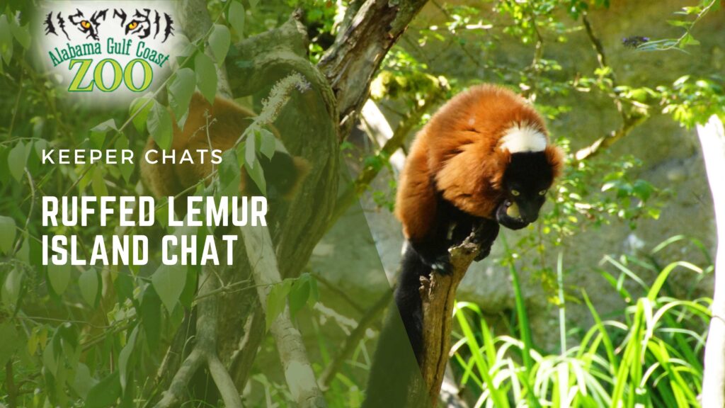 Lemur Island Chat