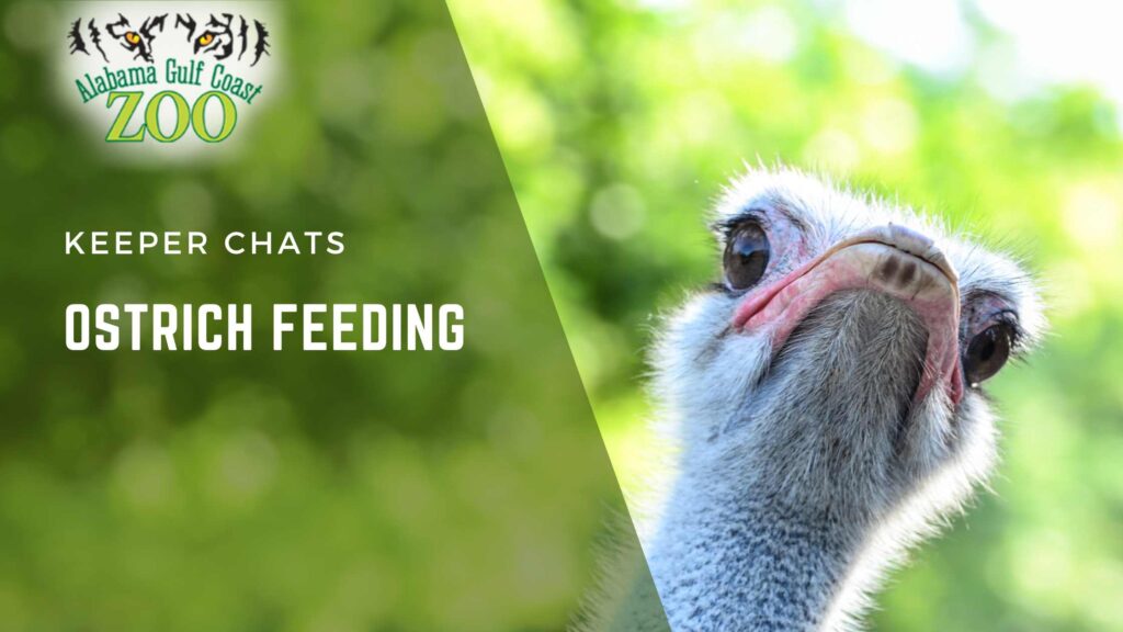 Ostrich Feeding (FREE)