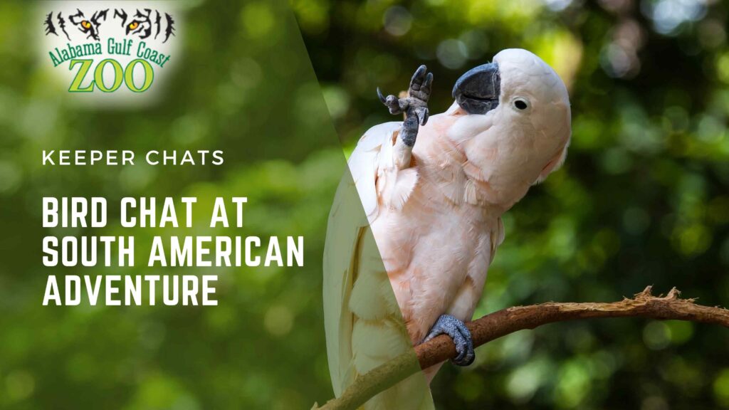 South American Adventure Bird Chat