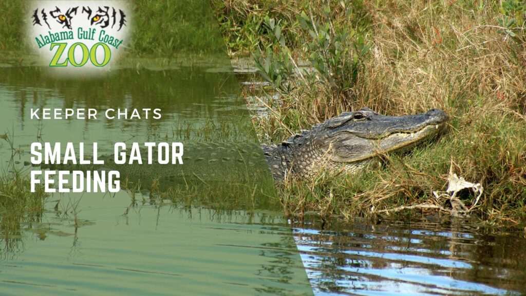 Small Gator Feeding