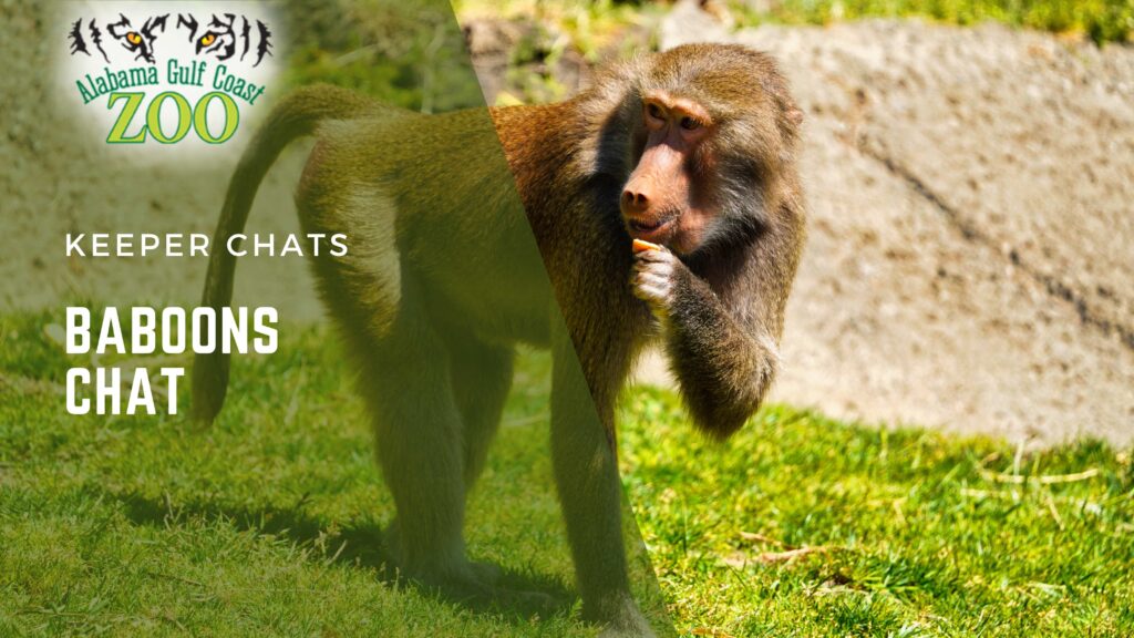 Baboon Chat